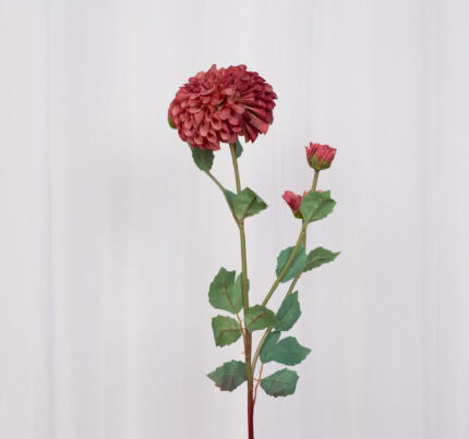 Specktrum Dahlia